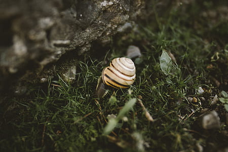 white shell on green grass thumbnail