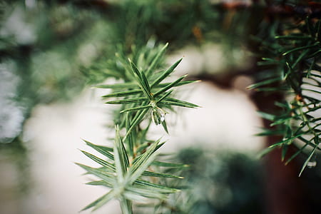 green leafed plant selective focus photography thumbnail