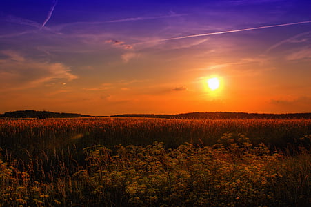 grass field under the sun during golden hour thumbnail