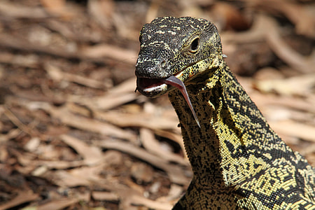 Color Monitor, Varanus Varius thumbnail