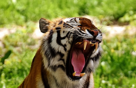 wild life photography of tiger thumbnail
