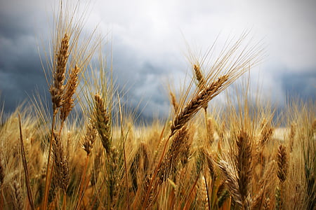 wheat field thumbnail
