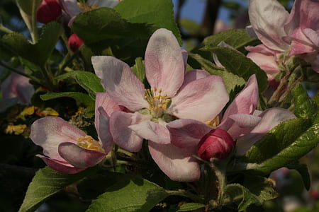 pink apple blossoms thumbnail
