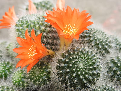 selective focus photography of orange flowers and barrel cactus thumbnail