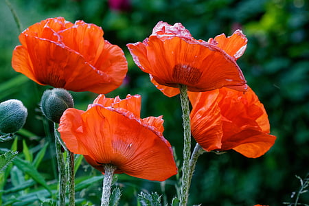 close-up photography of red poppies thumbnail