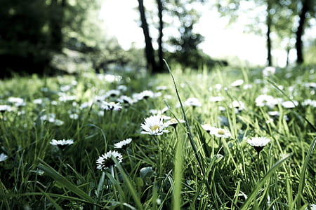 nature, field, flowers, trees thumbnail