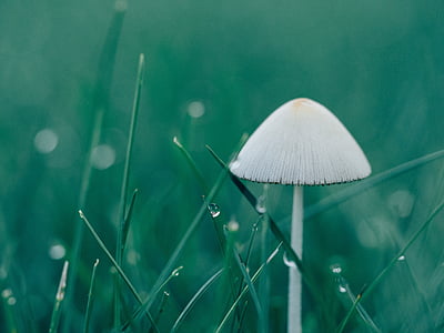 white mushroom surrounding grass thumbnail
