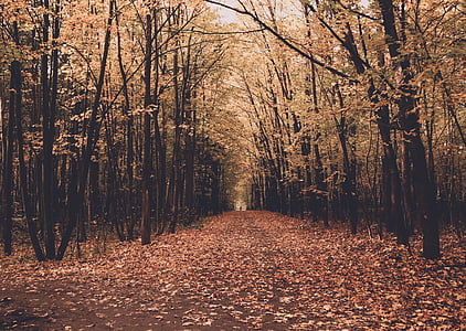 pathway between trees with falling leaves thumbnail