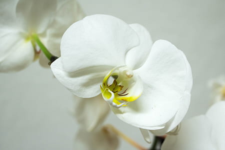 white moth orchid close-up photography thumbnail