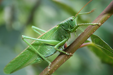 Grasshopper, Norwegian thumbnail