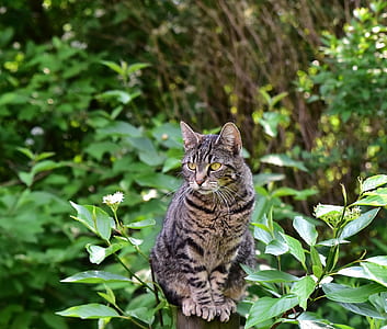selective focus photography of silver tabby cat thumbnail