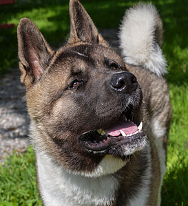 closeup photo of white and brown Akita thumbnail