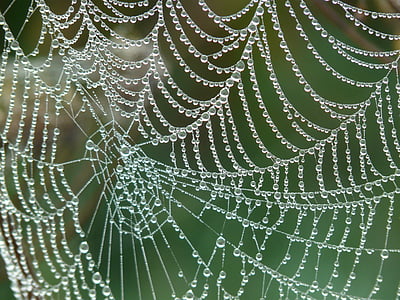 web with water drops photo thumbnail