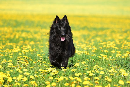 adult Belgian shepherd on yellow flower field at daytime thumbnail