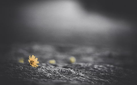 selective focus photography of yellow petaled flower on gray ground thumbnail