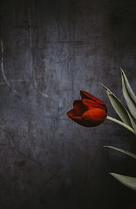 shallow focus photography of red flower thumbnail