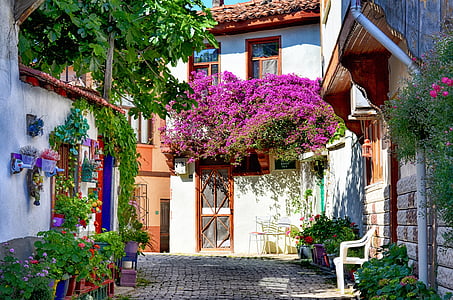 photo of purple petaled flower plant beside building thumbnail