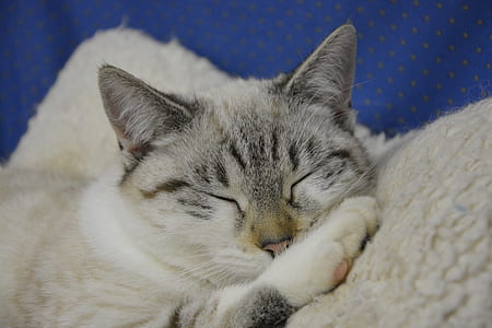 white cat sleeps on beige pad thumbnail