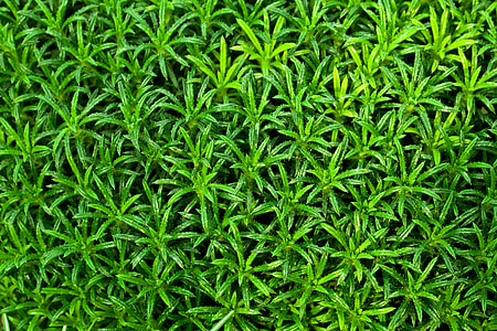 green grass thumbnail