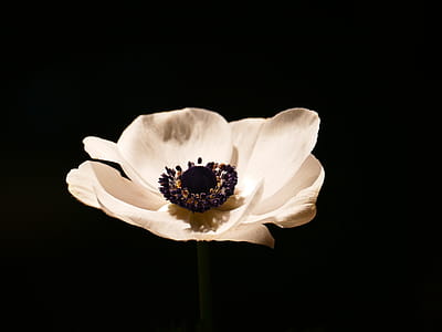 Yellow Poppy Flower Close-up Photography thumbnail