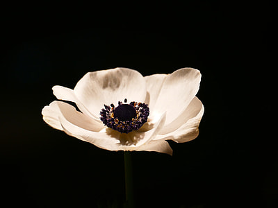 selective color of white petaled flower thumbnail