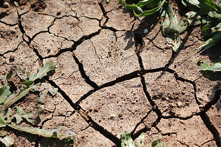 dried soil and plants thumbnail