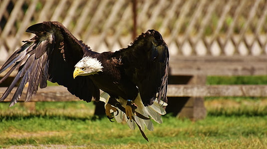 black and white eagle flying thumbnail
