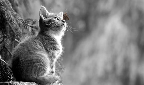 selective colors photography of brown butterfly in flight above nose of cat thumbnail