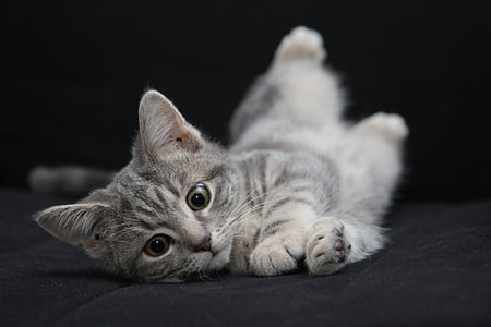 brown Tabby cat thumbnail