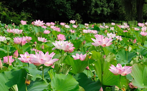pink flower with green leaves field thumbnail