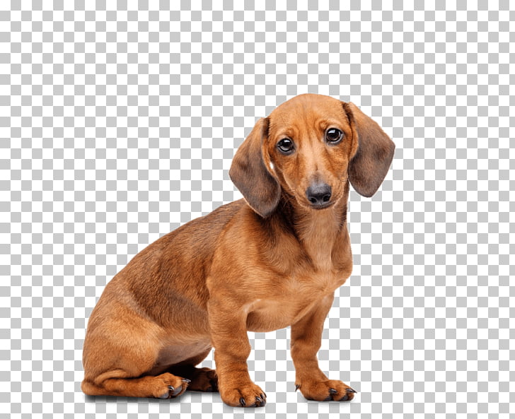 Dachshund Cavalier King Charles Spaniel Staffordshire Bull Terrier