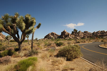 gray asphalt road in between trees thumbnail