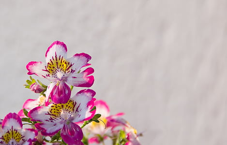 photo of white-yellow-and-pink petaled flowers thumbnail