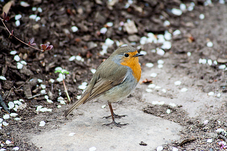 brown and orange bird thumbnail