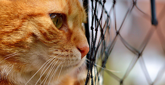 orange Tabby cat beside net thumbnail