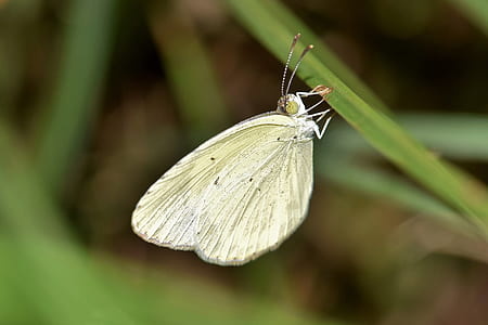 micro photography of white butterfly thumbnail