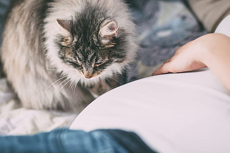 silver tabby cat thumbnail