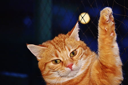 close-up photo of orange cat thumbnail