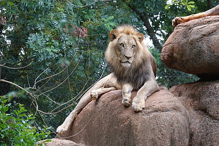 lion reclining on boulder thumbnail