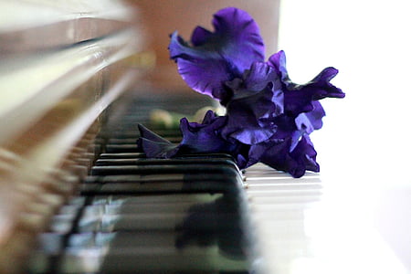 purple iris flowers on piano keys thumbnail