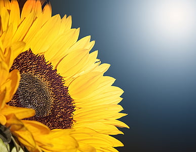 focus photography of sunflower thumbnail