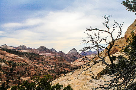black bare tree on mountain thumbnail