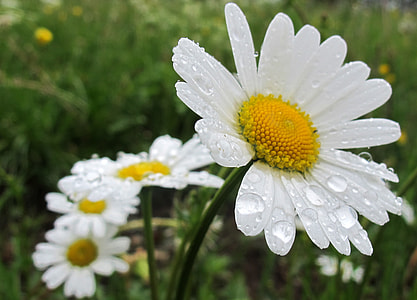 rain drops on white flowers thumbnail