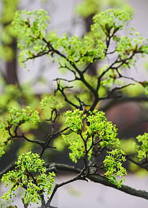 green leafed plant thumbnail