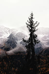 green tree near mountain thumbnail