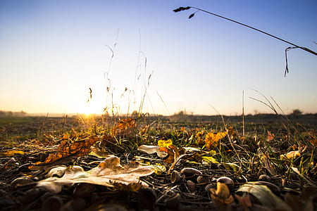 light, dawn, landscape, nature thumbnail