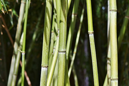 selective focus photography of bamboo plant thumbnail