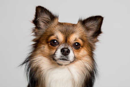 black and tan papillon puppy thumbnail