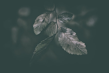 closeup photography of leaf during night time thumbnail