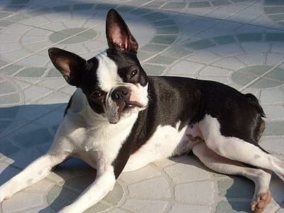 short-coated black and white dog lying on pavement thumbnail